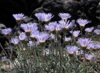 Mojave Aster: 800x580